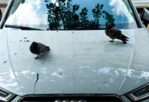 Cinq choses qui peuvent ruiner la peinture de votre voiture peinture de votre voiture